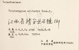 中文名：雷公藤英文名：Wilford three-wing-nut學名：Tripterygium wilfordii Hook. f