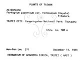 中文名：臺灣山菊學名：Farfugium japonicum (L.) Kitam. var. formosanum (Hayata) Kitamura