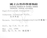 中文名：呂宋莢迷英文名：Luzon Viburnum學名：Viburnum luzonicum Rolfe