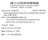 中文名：台灣山桂花英文名：Taiwan Maesa學名：Maesa perlaria (Lour.) Merr. var. formosana (Mez) Yuen P. Yang