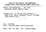 中文名：草珊瑚中文別名：紅果金粟蘭英文名：Glabrous Herbcoral學名：Sarcandra glabra (Thunb.) Nakai