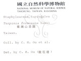 中文名：山香圓英文名：Formosam turpinia學名：Turpinia formosana Nakai