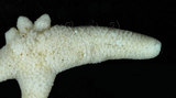 中文名：刺腕蠍海燕中文別名：裂殖小海燕,貝氏尼斑海燕學名：Nepanthia belcheri (Perrier, 1875)