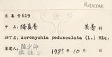 中文名：降真香英文名：Acronychia學名：Acronychia pedunculata (L.) Miq