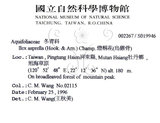 中文名：燈稱花中文別名：烏雞骨英文名：Rough-leaved holly學名：Ilex asprella (Hook. & Arn.) Champ