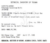 中文名：呂宋莢迷英文名：Luzon Viburnum學名：Viburnum luzonicum Rolfe