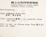 中文名：鼠刺英文名：Formosan Sweetspire學名：Itea oldhamii Schneider