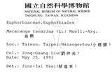 中文名：血桐英文名：Macaranga學名：Macaranga tanarius (L.) Muell.-Arg