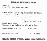 中文名：豬母乳中文別名：水同木英文名：Milk tree學名：Ficus fistulosa Reinw. ex Blume