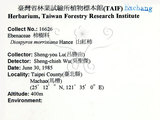 中文名：山紅柿英文名：Morris Persimmon學名：Diospyros morrisiana Hance