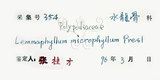 中文名：抱樹蕨中文別名：伏石蕨學名：Lemmaphyllum microphyllum Presl