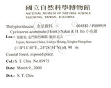 中文名：小毛蕨學名：Cyclosorus acuminata (Houtt.) Nakai & H. Ito