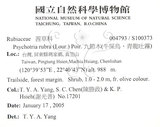 中文名：九節木中文別名：牛屎烏青龍吐霧英文名：Wild Coffee學名：Psychotria rubra (Lour.) Poir