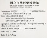 中文名：雷公藤英文名：Wilford three-wing-nut學名：Tripterygium wilfordii Hook. f