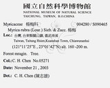 中文名：楊梅英文名：Chinese Babyberry學名：Myrica rubra (Lour.) Sieb. & Zucc