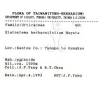 中文名：冷清草學名：Elatostema lineolatum Wight var. majus Wedd