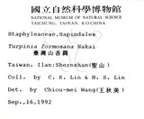 中文名：山香圓英文名：Formosam turpinia學名：Turpinia formosana Nakai