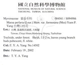 中文名：台灣山桂花英文名：Taiwan Maesa學名：Maesa perlaria (Lour.) Merr. var. formosana (Mez) Yuen P. Yang