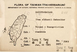 中文名：鼠刺英文名：Formosan Sweetspire學名：Itea oldhamii Schneider