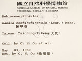 中文名：茜草樹英文名：Cochinchina Randia學名：Randia cochinchinensis (Lour.) Merr