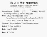 中文名：血桐英文名：Macaranga學名：Macaranga tanarius (L.) Muell.-Arg