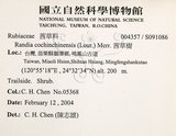 中文名：茜草樹英文名：Cochinchina Randia學名：Randia cochinchinensis (Lour.) Merr