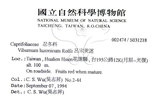 中文名：呂宋莢迷英文名：Luzon Viburnum學名：Viburnum luzonicum Rolfe