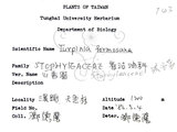 中文名：山香圓英文名：Formosam turpinia學名：Turpinia formosana Nakai