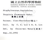 中文名：山香圓英文名：Formosam turpinia學名：Turpinia formosana Nakai