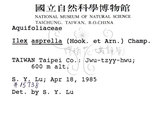 中文名：燈稱花中文別名：烏雞骨英文名：Rough-leaved holly學名：Ilex asprella (Hook. & Arn.) Champ