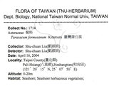 中文名：臺灣蒲公英英文名：Formosan dandelion學名：Taraxacum formosanum Kitam