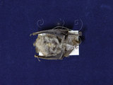 中文名：姬管鼻蝠學名：Murina gracilis
