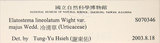 中文名：冷清草學名：Elatostema lineolatum Wight var. majus Wedd