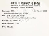 中文名：黃肉樹學名：Litsea hypophaea Hayata