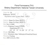 中文名：九節木中文別名：牛屎烏青龍吐霧英文名：Wild Coffee學名：Psychotria rubra (Lour.) Poir