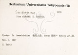 中文名：鼠刺英文名：Formosan Sweetspire學名：Itea oldhamii Schneider