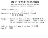 中文名：草珊瑚中文別名：紅果金粟蘭英文名：Glabrous Herbcoral學名：Sarcandra glabra (Thunb.) Nakai