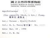 中文名：燈稱花中文別名：烏雞骨英文名：Rough-leaved holly學名：Ilex asprella (Hook. & Arn.) Champ