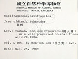 中文名：鼠刺英文名：Formosan Sweetspire學名：Itea oldhamii Schneider