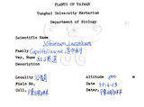 中文名：呂宋莢迷英文名：Luzon Viburnum學名：Viburnum luzonicum Rolfe