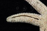 中文名：顆粒蛇海星學名：Ophidiaster granifer Lutken, 1872