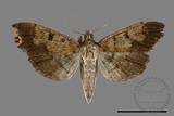 ǦW:Ceratarcha umbrosa