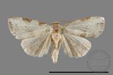 ǦW:Lithosiinae sp.