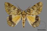 ǦW:Dindica polyphaenaris