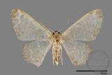 ǦW:Idaea sp.