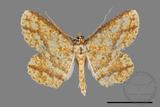 ǦW:Synegia eumeleata