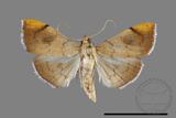 ǦW:Hyalobathra coenostolalis