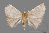 ǦW:Noctuidae sp.