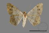 ǦW:Macaria abydata