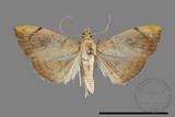 ǦW:Hyalobathra coenostolalis